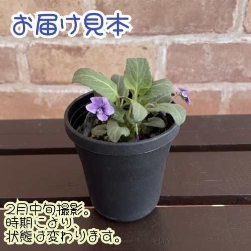 ニホンスミレ 日本すみれ ノジスミレ（野路菫） 3号 (直径9cm) ポット