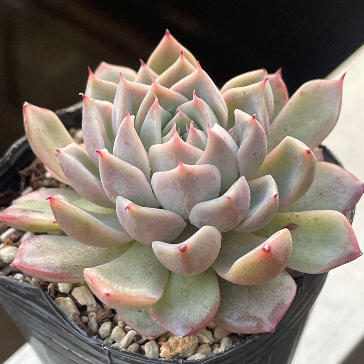 多肉植物♡ザミルリ❤︎抜き苗(根付き) - メルカリ