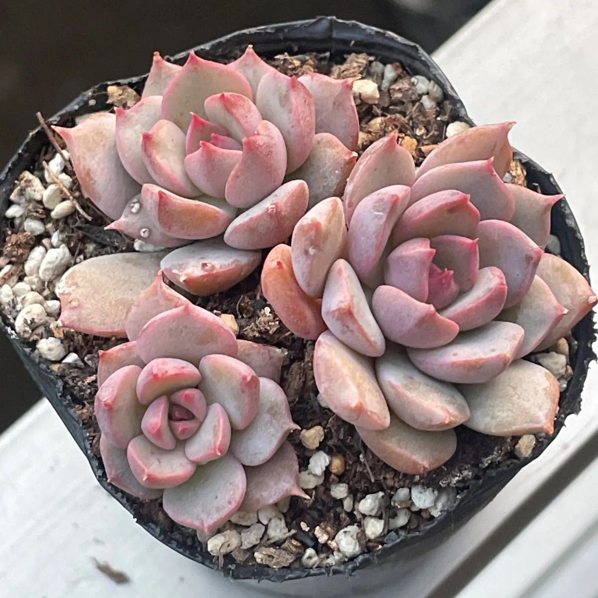 多肉植物♡白菊の舞❤︎抜き苗(根付き) - メルカリ