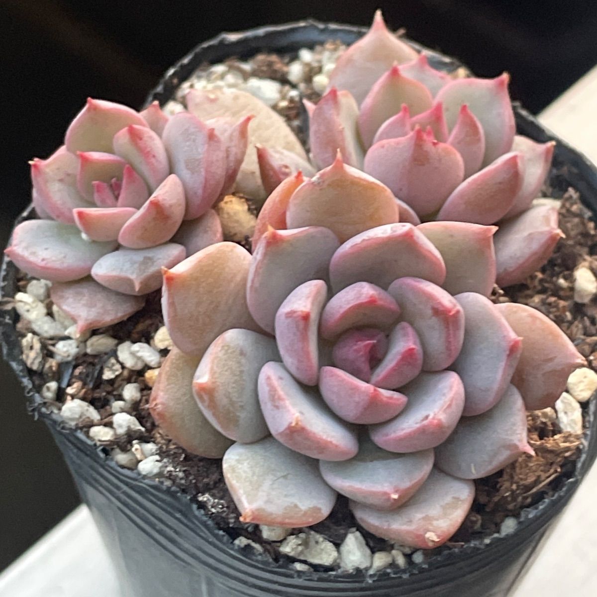 多肉植物♡白菊の舞❤︎抜き苗(根付き) - メルカリ