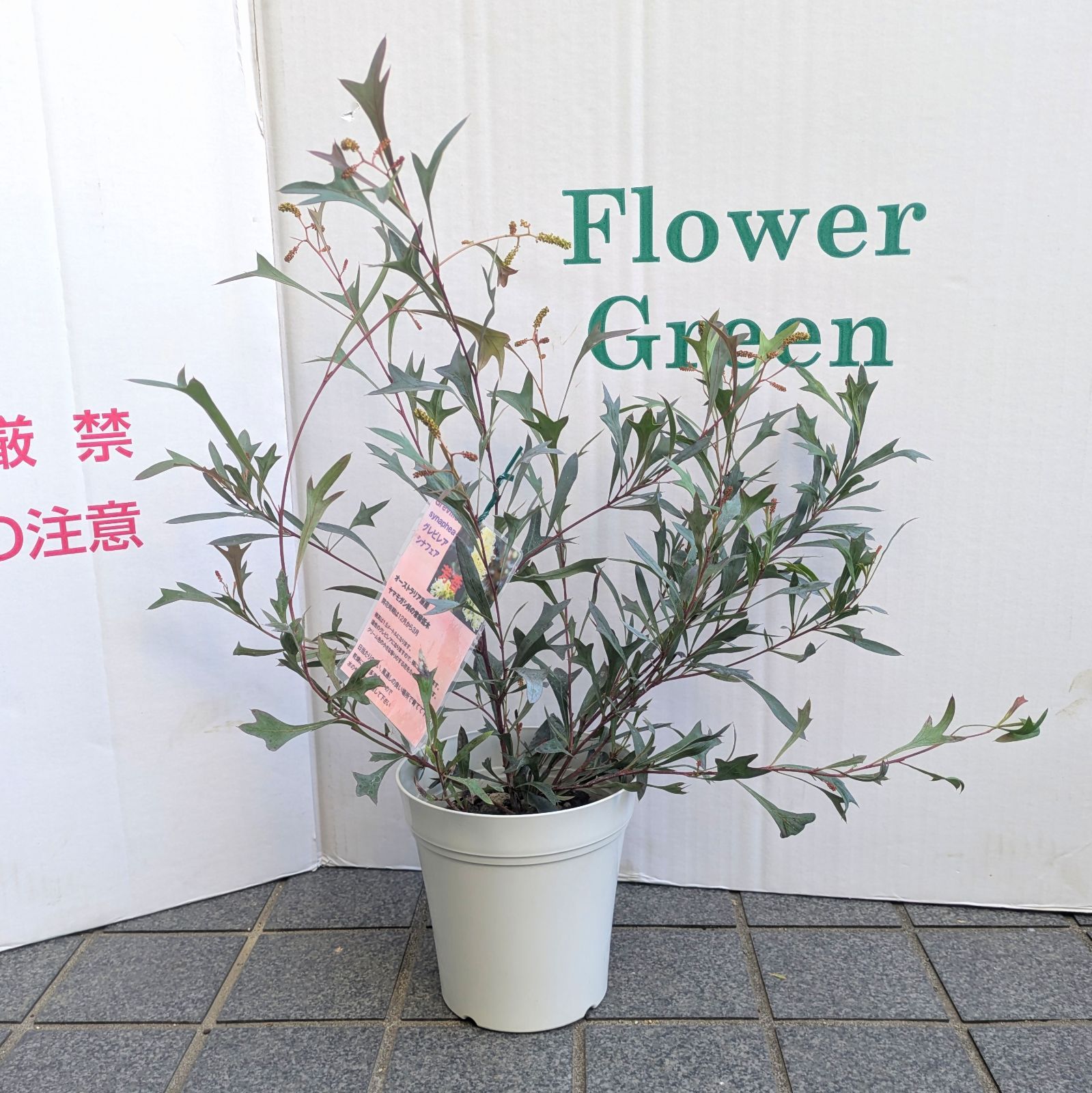 5号鉢】矮性グレビレア シナフェア シナフィー レア品種 お買得