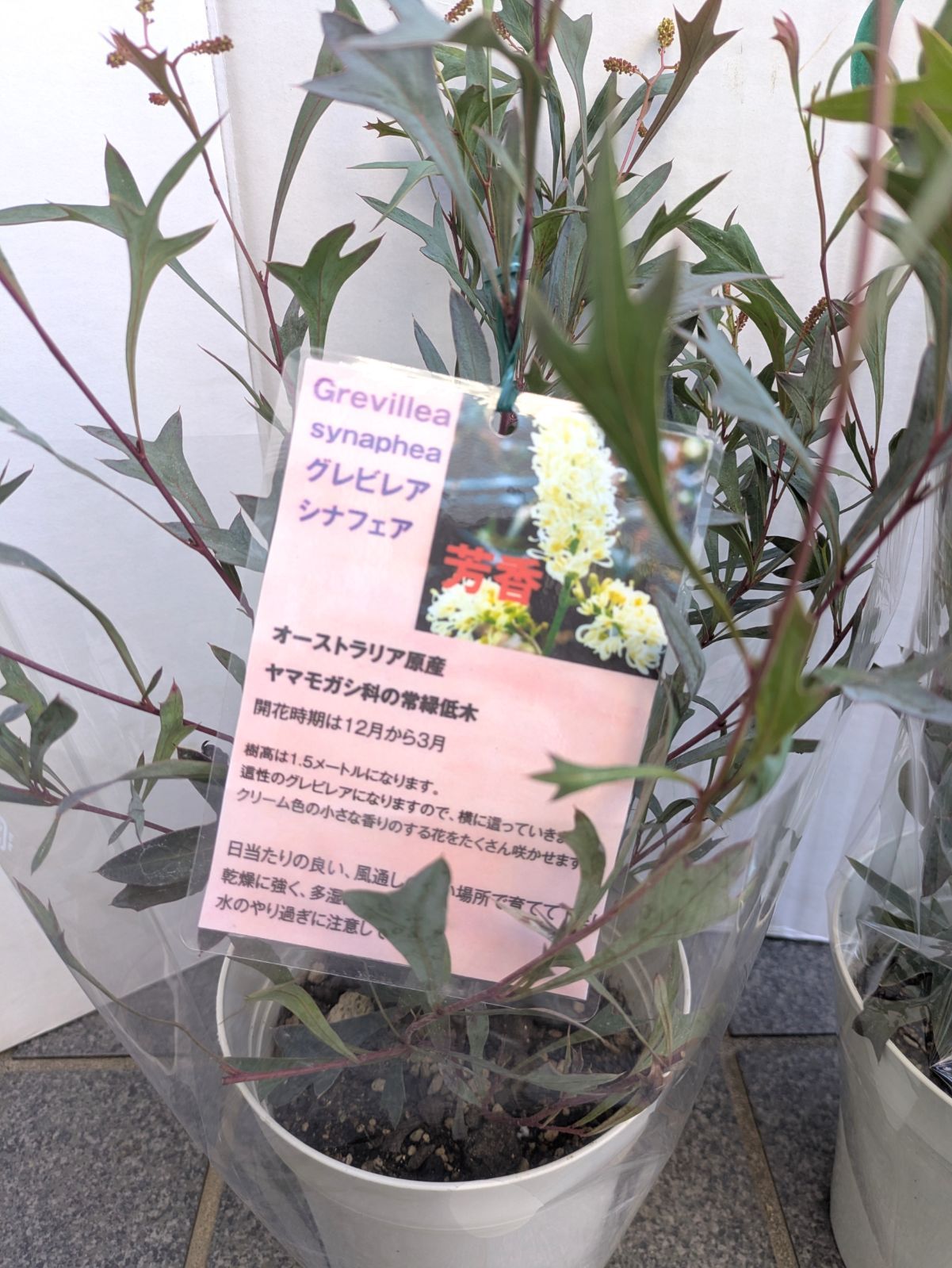 5号鉢】矮性グレビレア シナフェア シナフィー レア品種 お買得