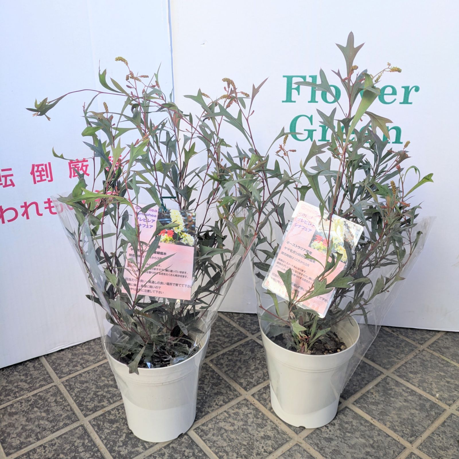 5号鉢】矮性グレビレア シナフェア シナフィー レア品種 お買得