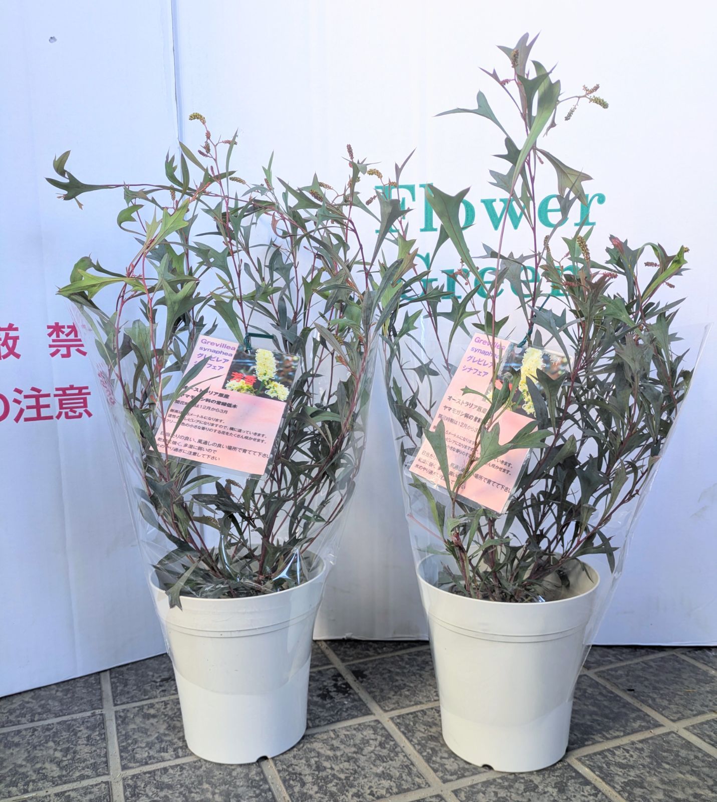 5号鉢】矮性グレビレア シナフェア シナフィー レア品種 お買得