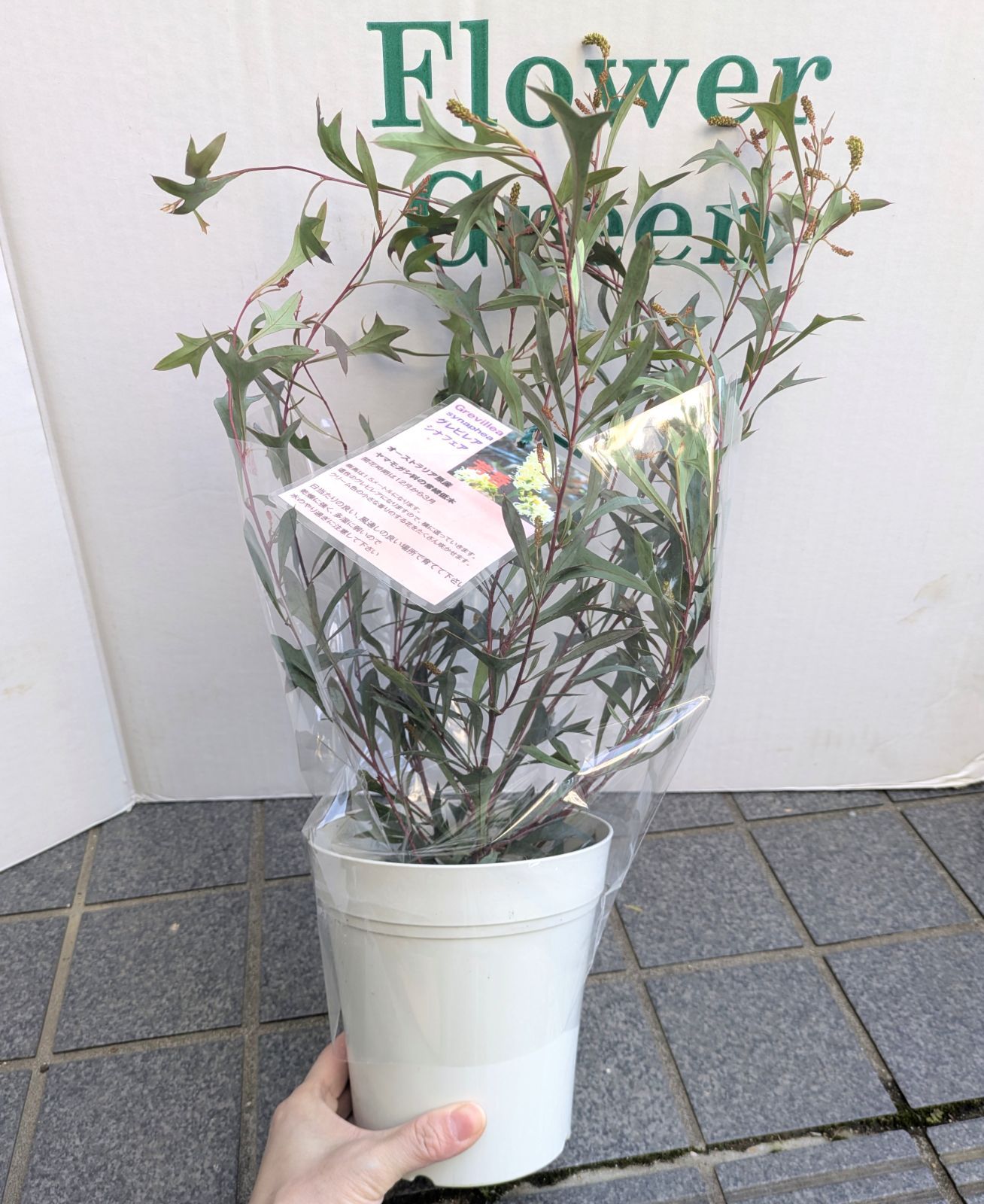 5号鉢】矮性グレビレア シナフェア シナフィー レア品種 お買得