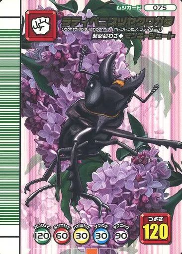 中古】ムシキング 075：ラティペニスツヤクワガタ - メルカリ