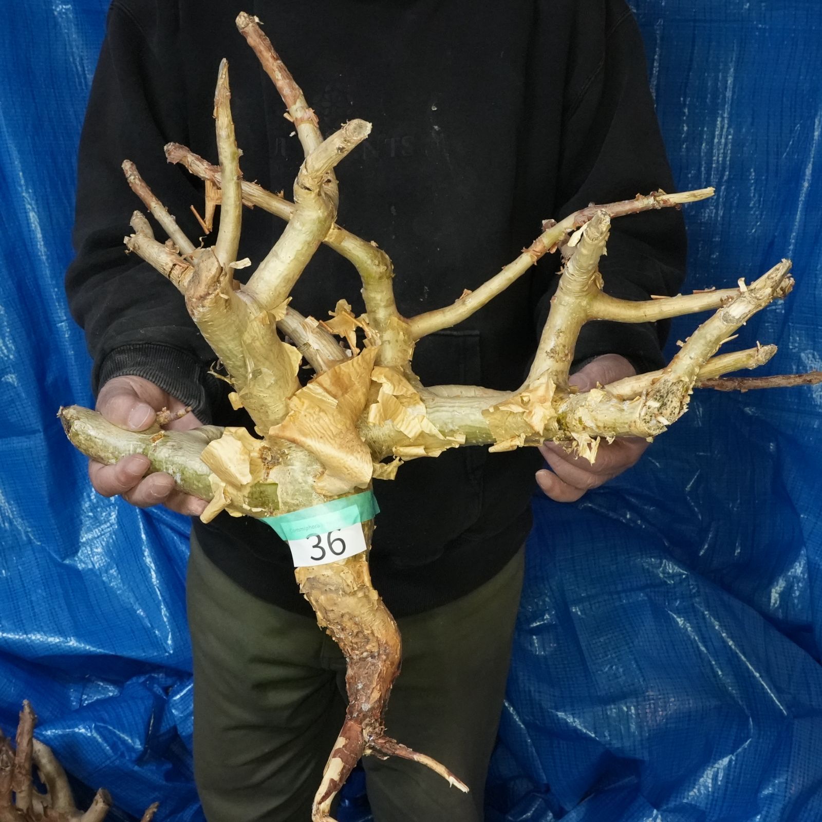 36_希少・コミフォラ クラウセリアナ「塊根植物」コンミフォラ