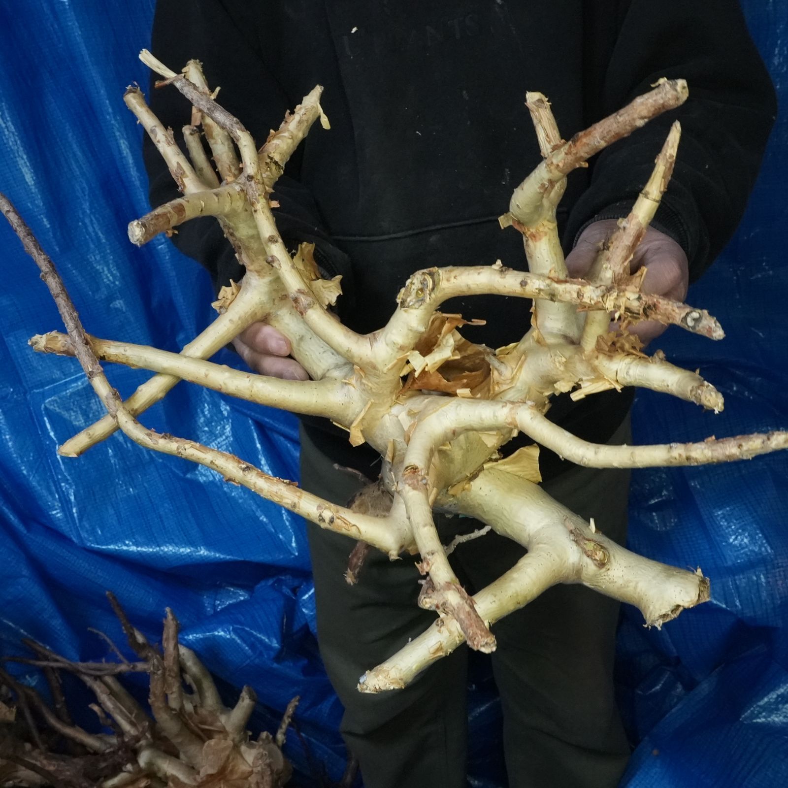 36_希少・コミフォラ クラウセリアナ「塊根植物」コンミフォラ