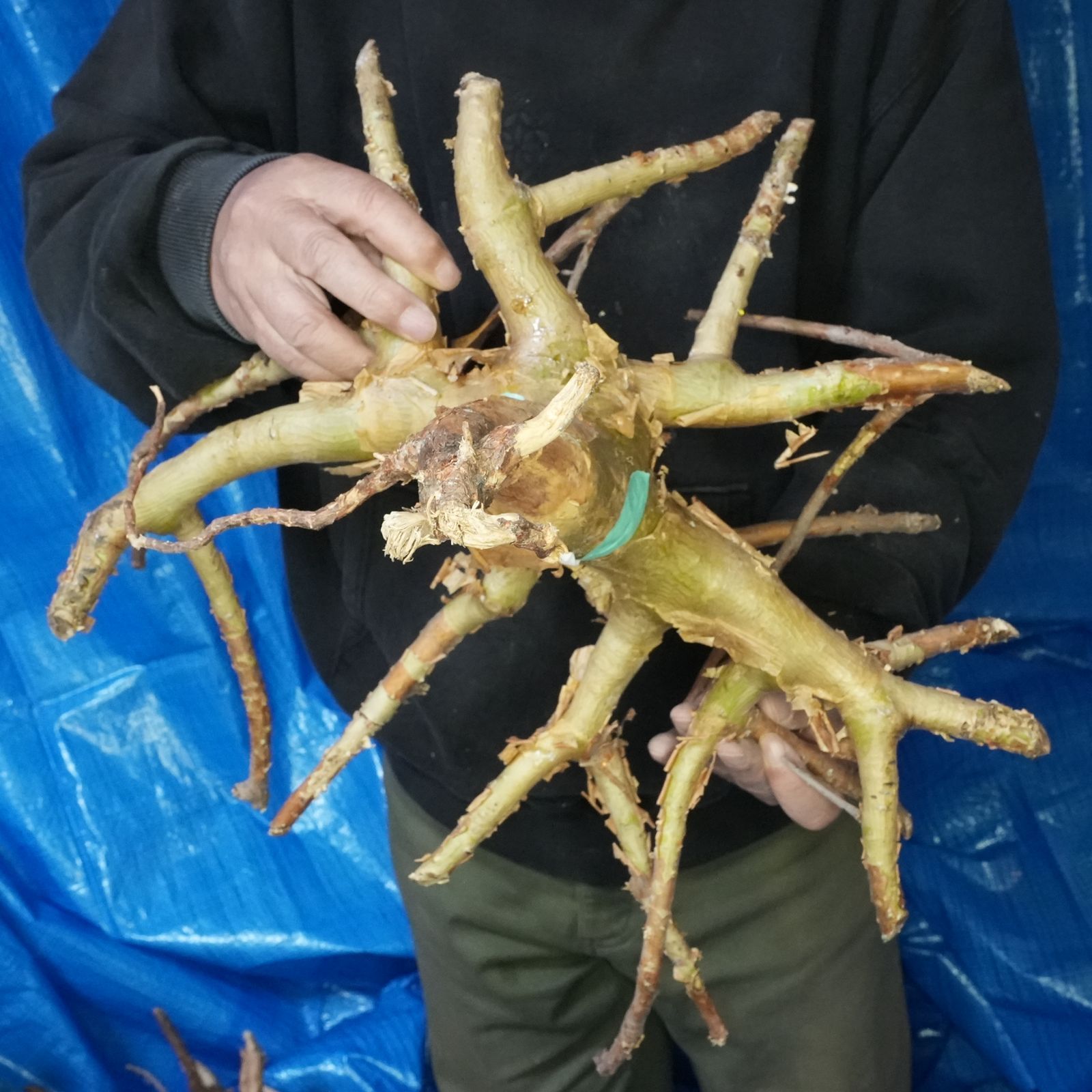 38_希少・コミフォラ クラウセリアナ「塊根植物」コンミフォラ