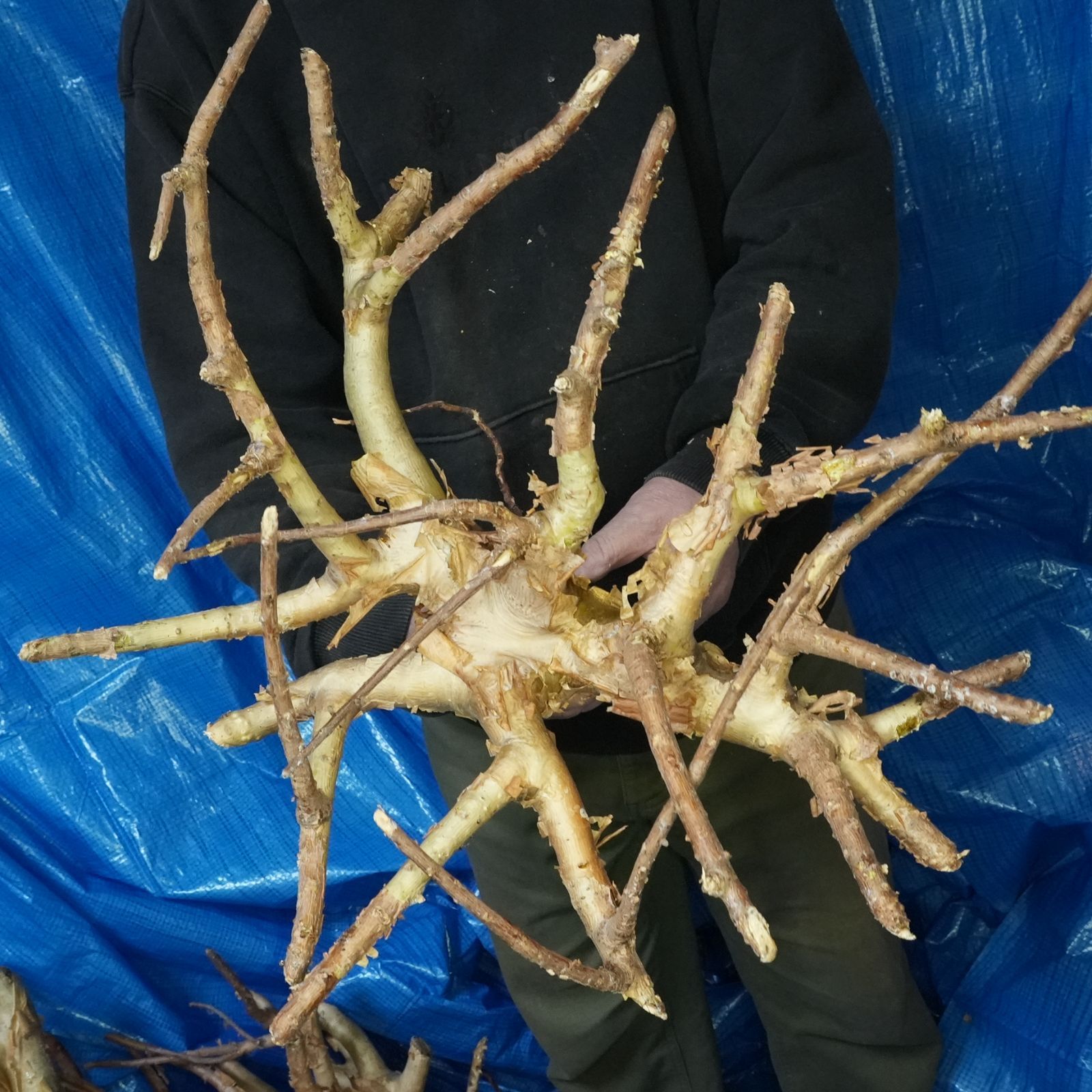 38_希少・コミフォラ クラウセリアナ「塊根植物」コンミフォラ