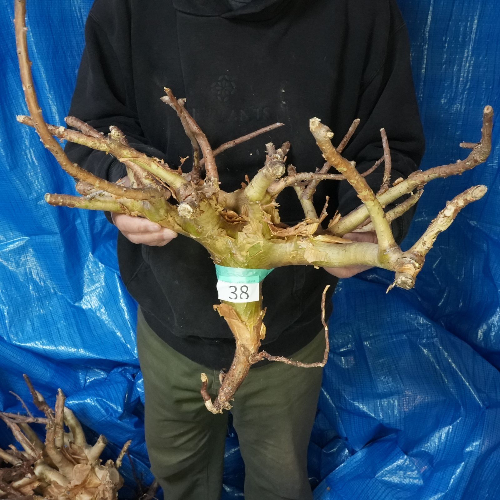 38_希少・コミフォラ クラウセリアナ「塊根植物」コンミフォラ