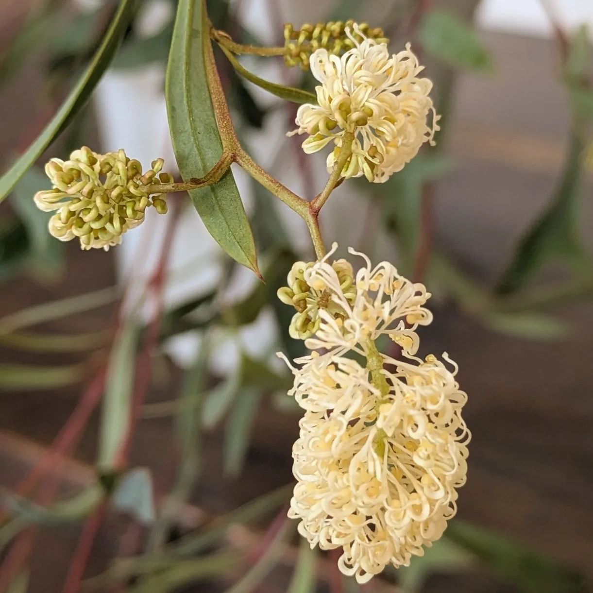 5号鉢】矮性グレビレア シナフェア シナフィー レア品種 お買得