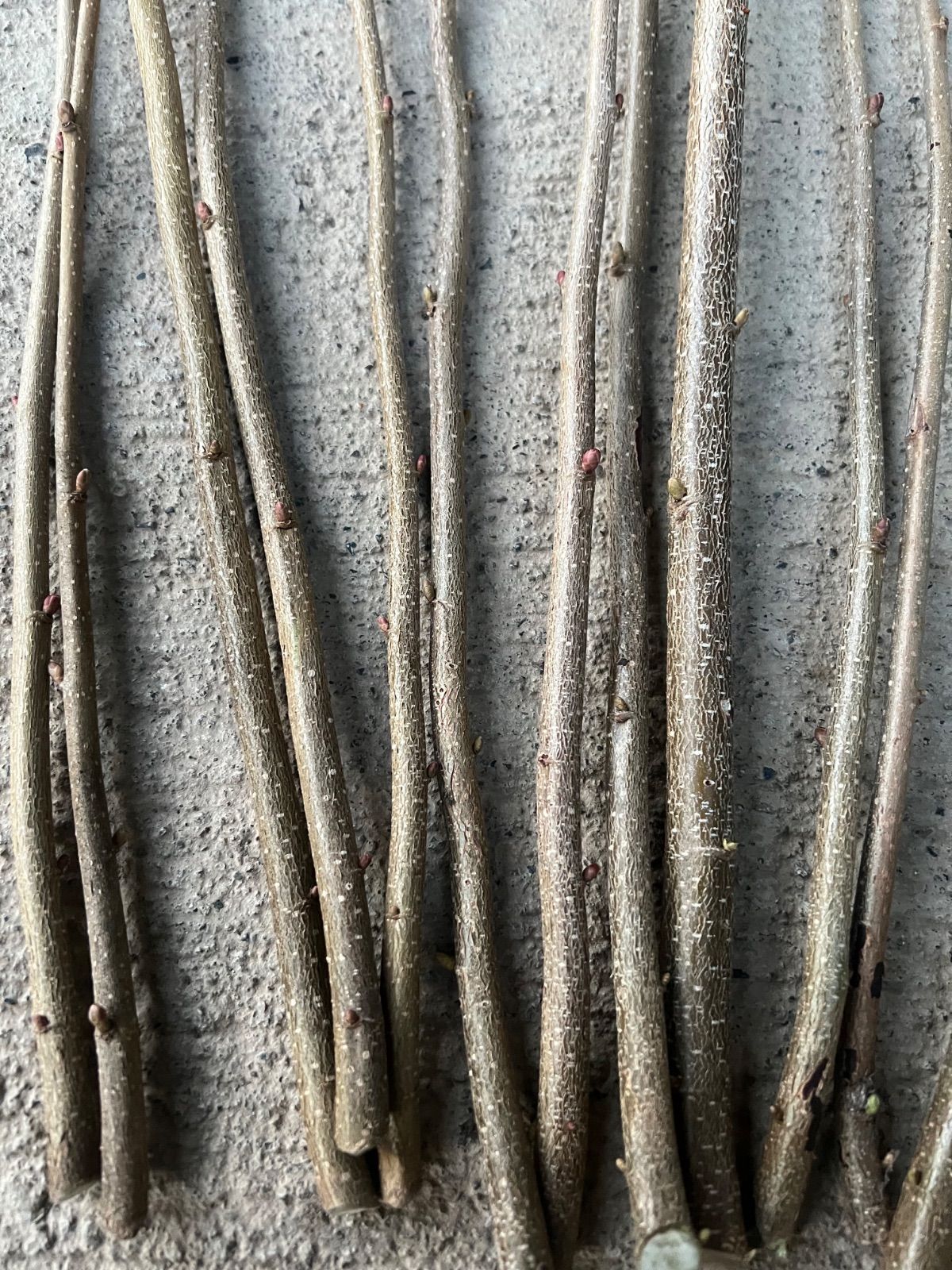 無農薬】ヘーゼルナッツ 穂木挿し木用☆5本以上 送料込み - メルカリ