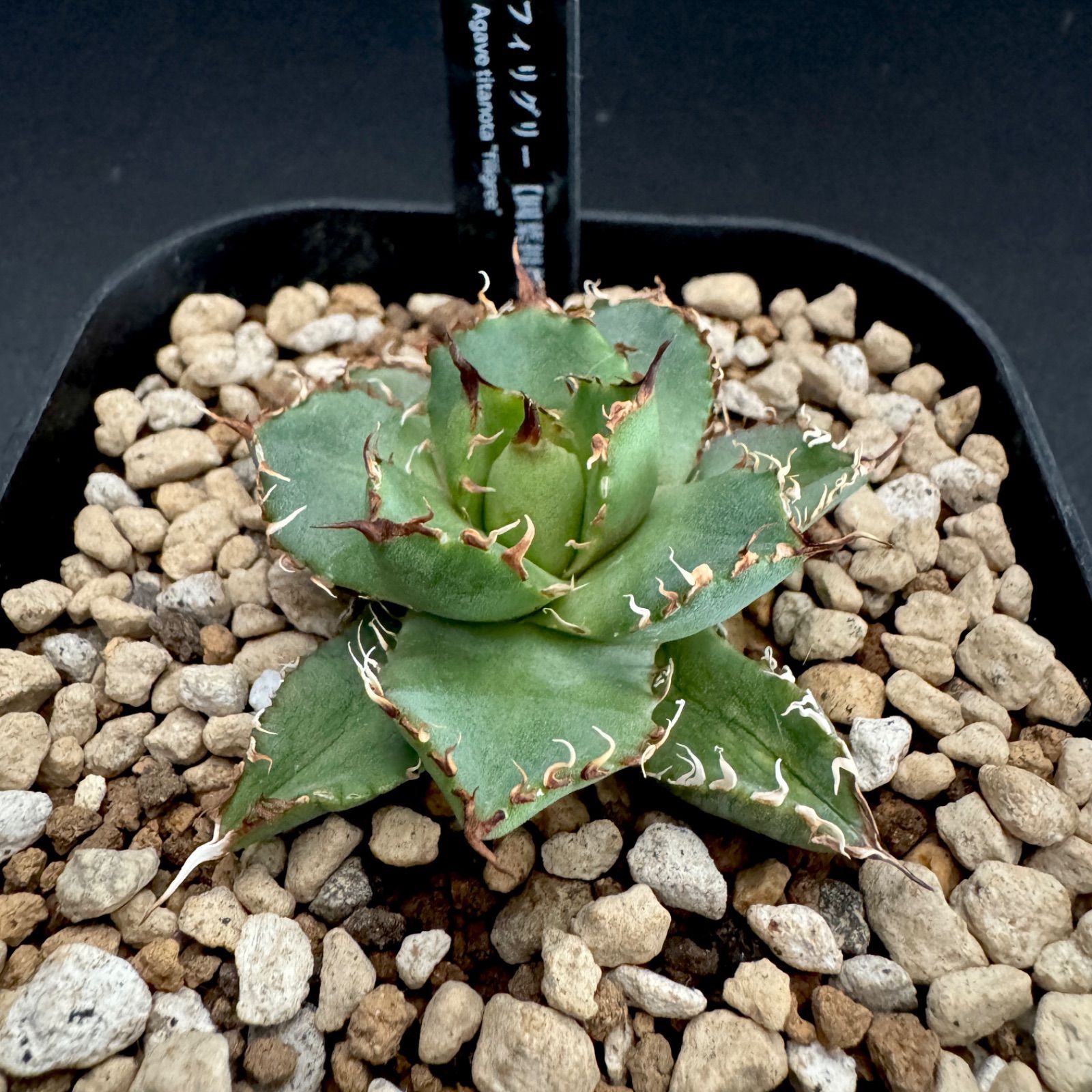 アガベ フィリグリー チタノタ オテロイ 子株① - メルカリ