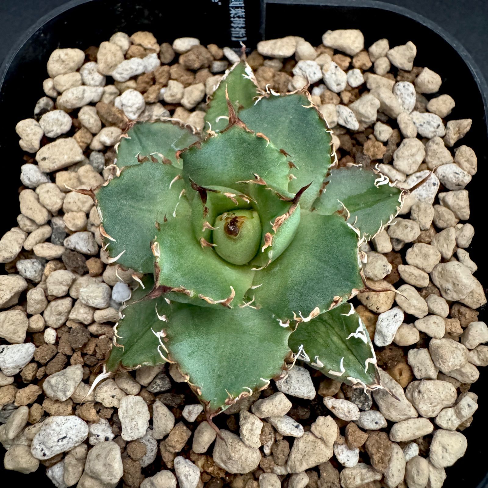 アガベ フィリグリー チタノタ オテロイ 子株① - メルカリ