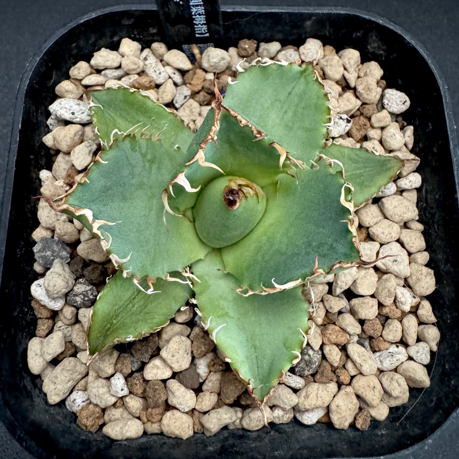 アガベ フィリグリー チタノタ オテロイ 子株② - メルカリ