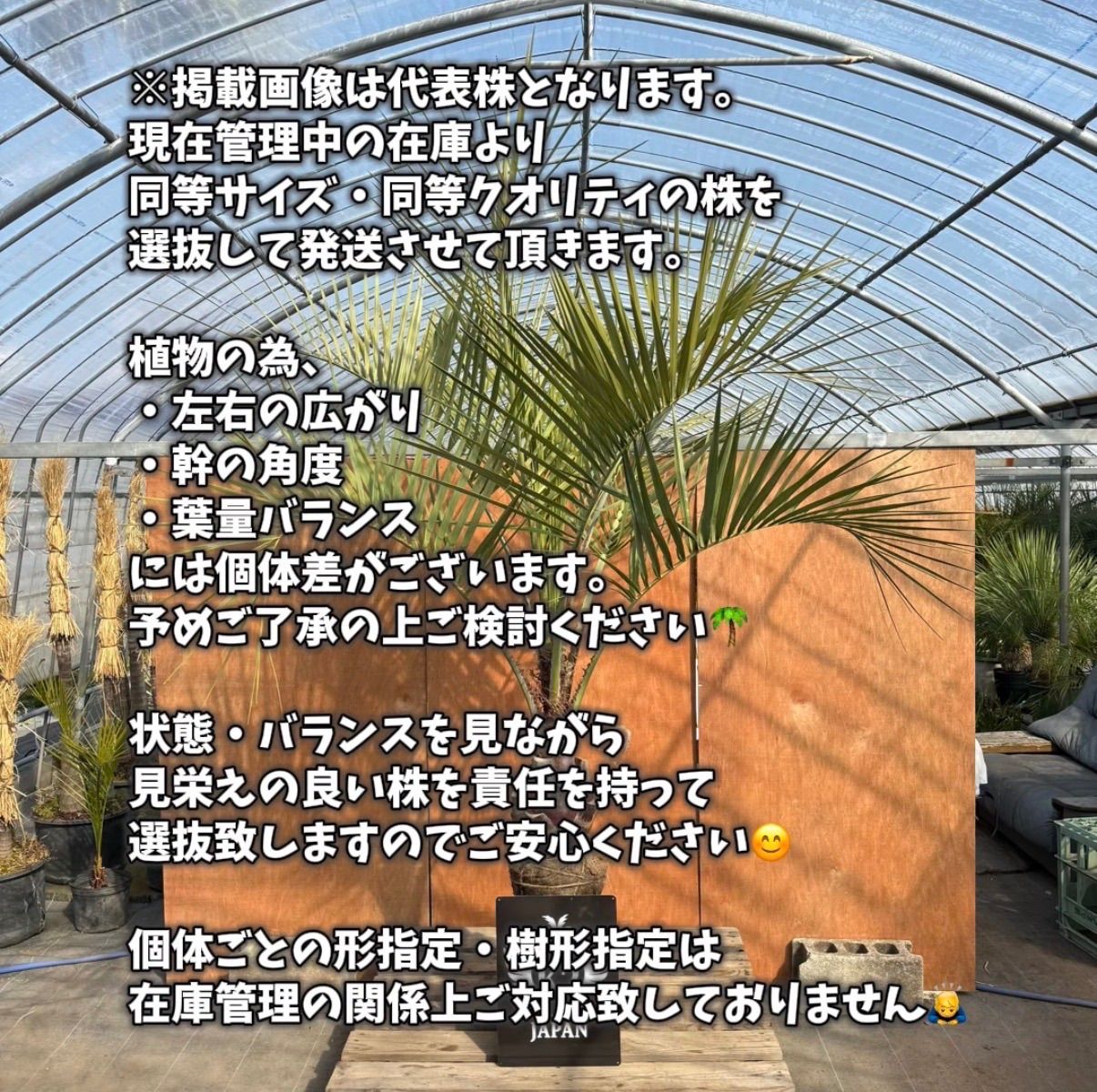 🌴✨ ココスヤシ 高幹シルエット株 ✨🌴 シルバーリーフ / 南国