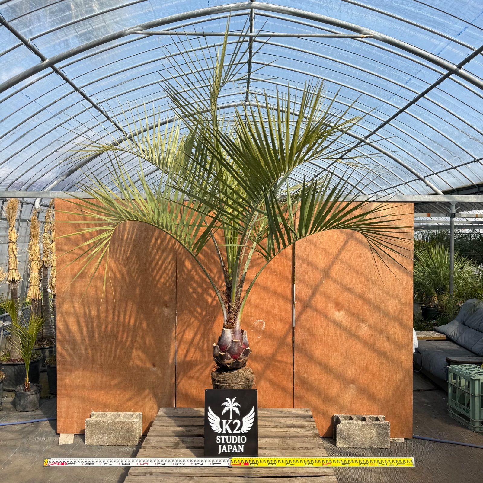 🌴✨ ココスヤシ 高幹シルエット株 ✨🌴 シルバーリーフ / 南国