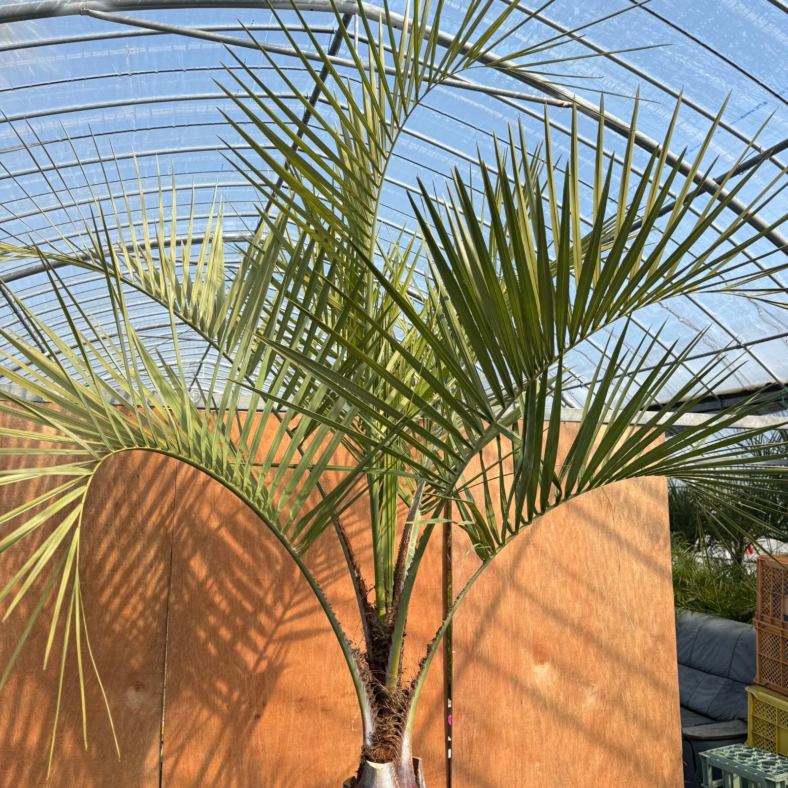 🌴✨ ココスヤシ 高幹シルエット株 ✨🌴 シルバーリーフ / 南国