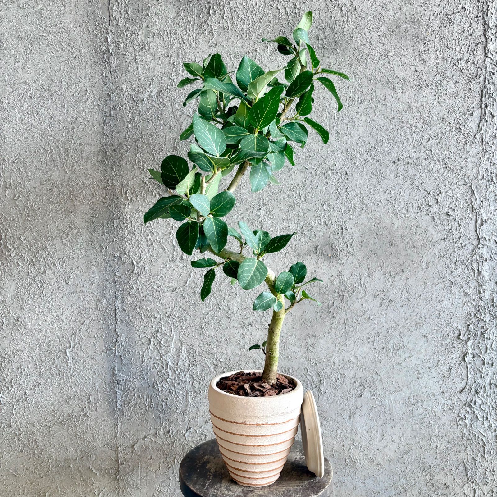 美形 曲がり仕立て フィカス ベンガレンシス 6号 テラコッタ鉢植え