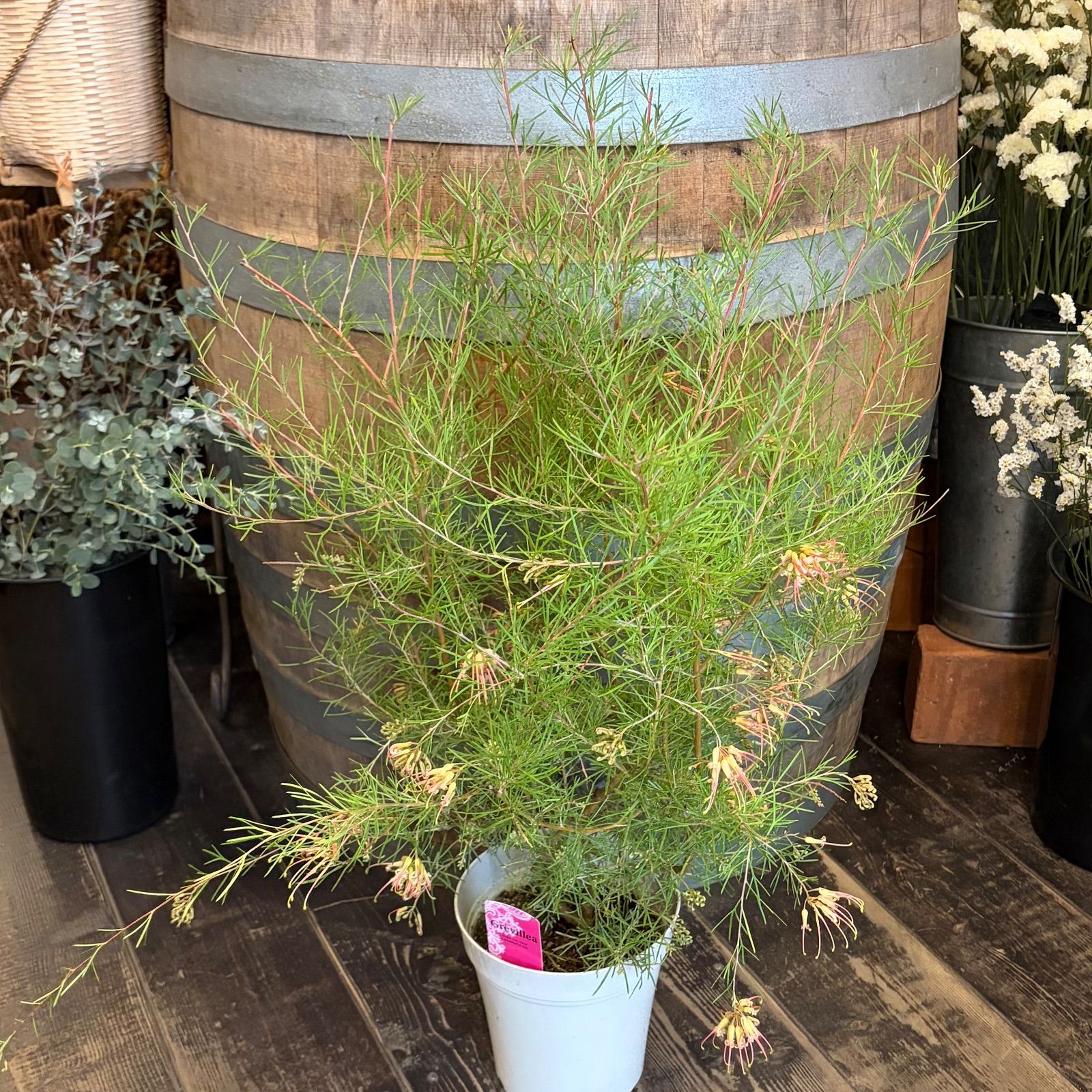 グレビレア センパーフローレンス 5号鉢 OGプランツ - メルカリ