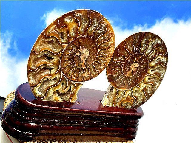 ☆貴重－アンモナイト縫合線オパール化石標本B89U3/134U61C - メルカリ