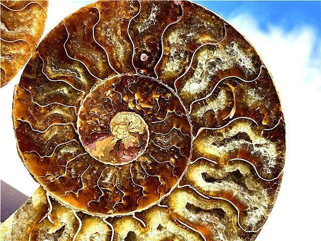 ☆貴重－アンモナイト縫合線オパール化石標本B89U3/134U61C - メルカリ