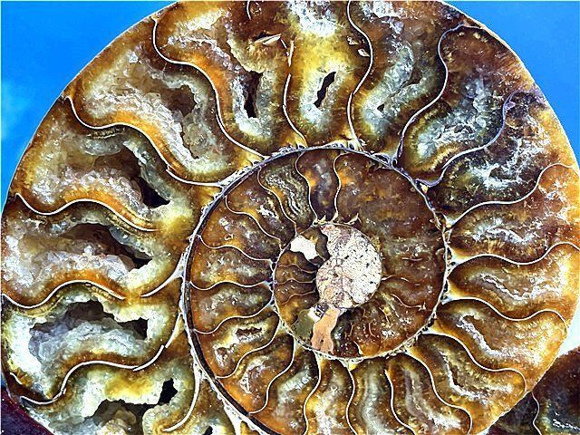 ☆貴重－アンモナイト縫合線オパール化石標本B89U3/134U61C - メルカリ