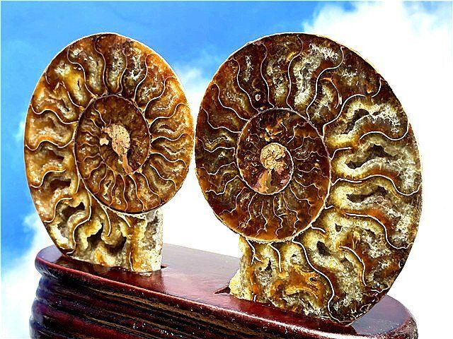 ☆貴重－アンモナイト縫合線オパール化石標本B89U3/134U61C - メルカリ