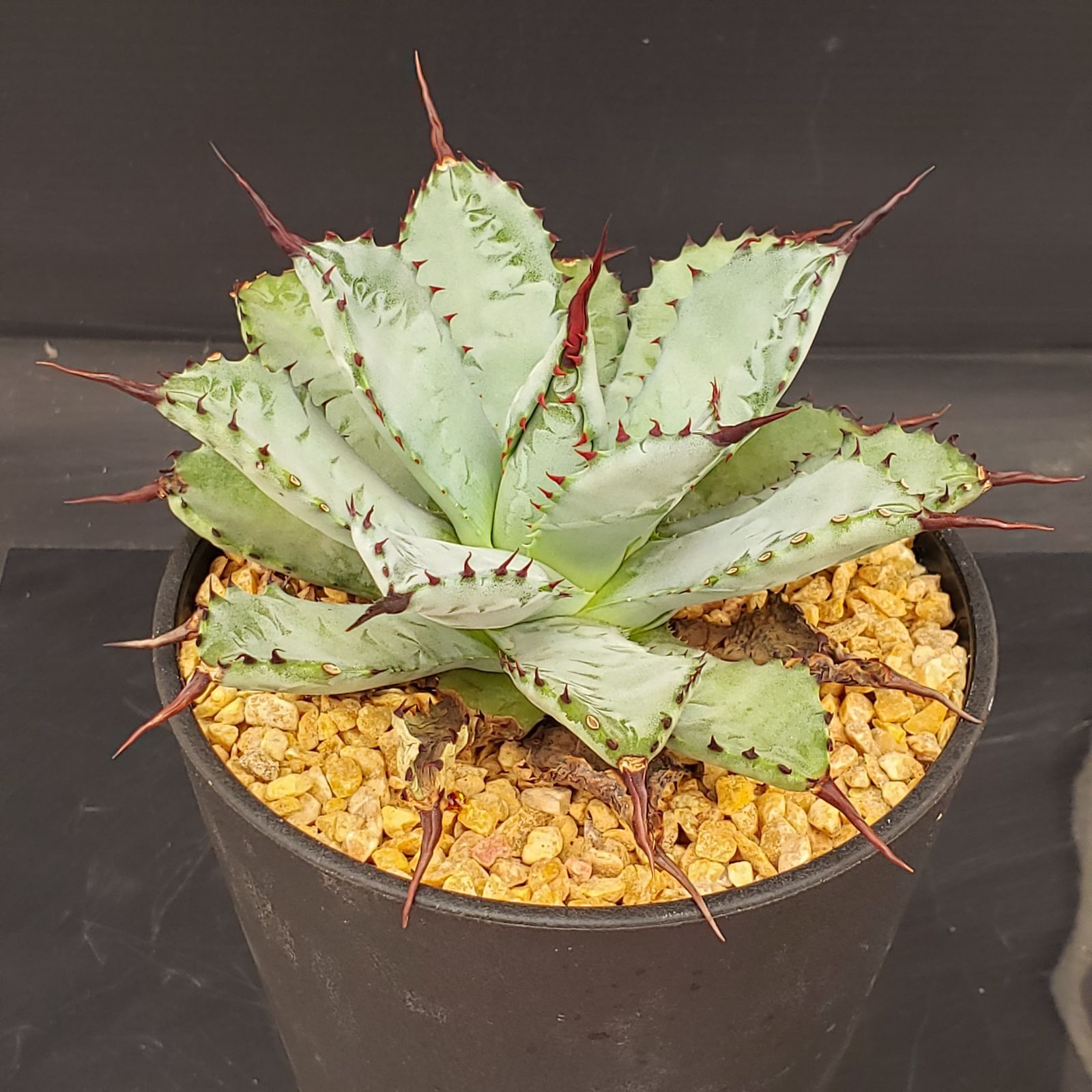 R019【シン入荷！】アガベ マクロアカンサ×ポタトラム（鉢植え）【多肉