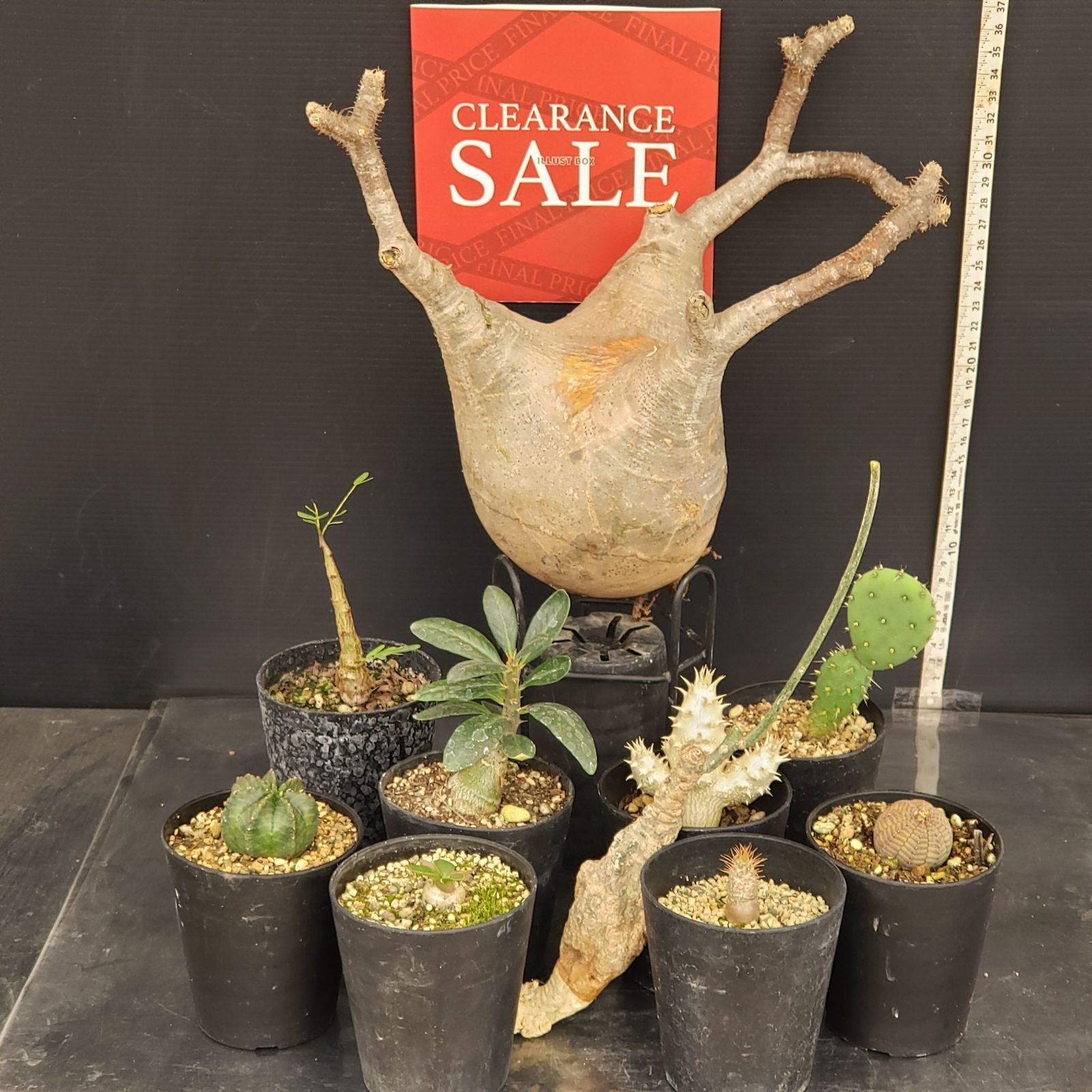 R045【クリアランスセール】トクトクコーデックスセット（抜き苗