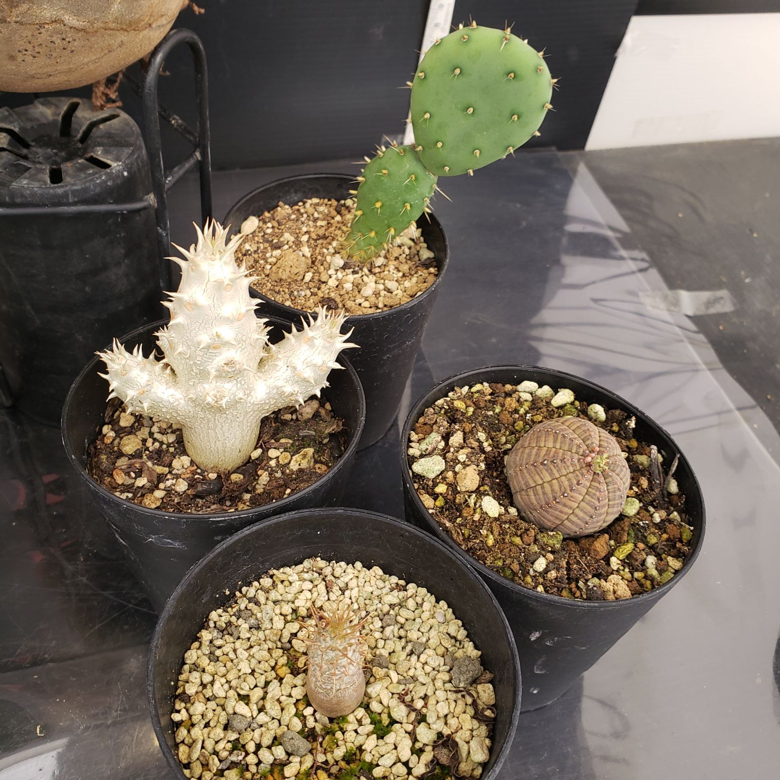 R045【クリアランスセール】トクトクコーデックスセット（抜き苗