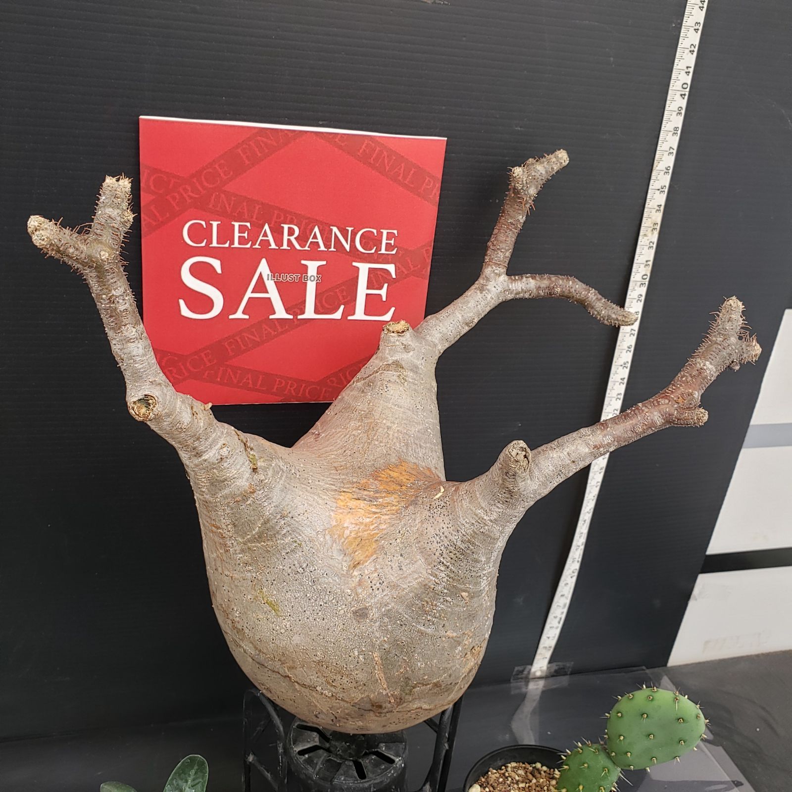 R045【クリアランスセール】トクトクコーデックスセット（抜き苗