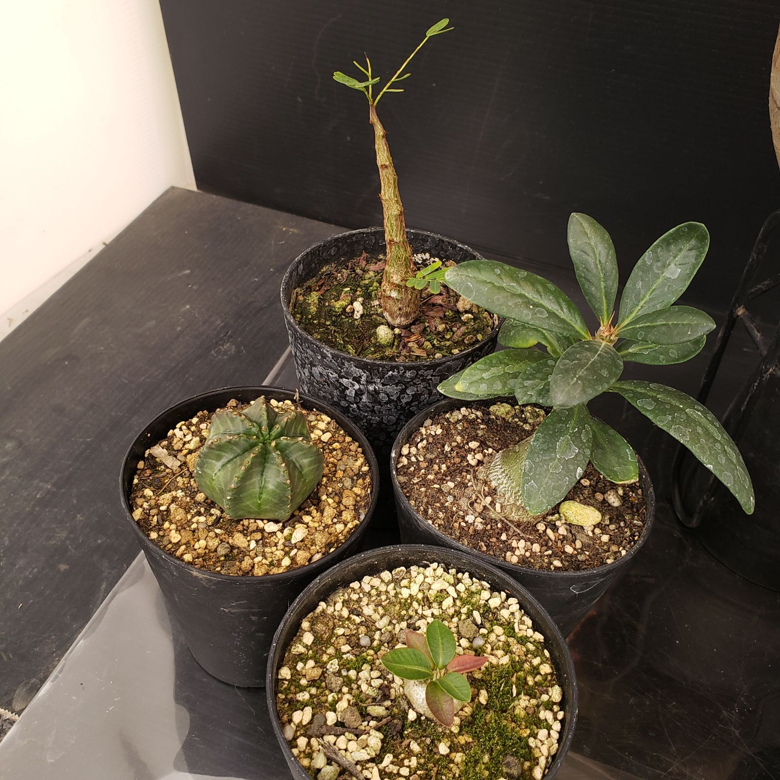 R045【クリアランスセール】トクトクコーデックスセット（抜き苗