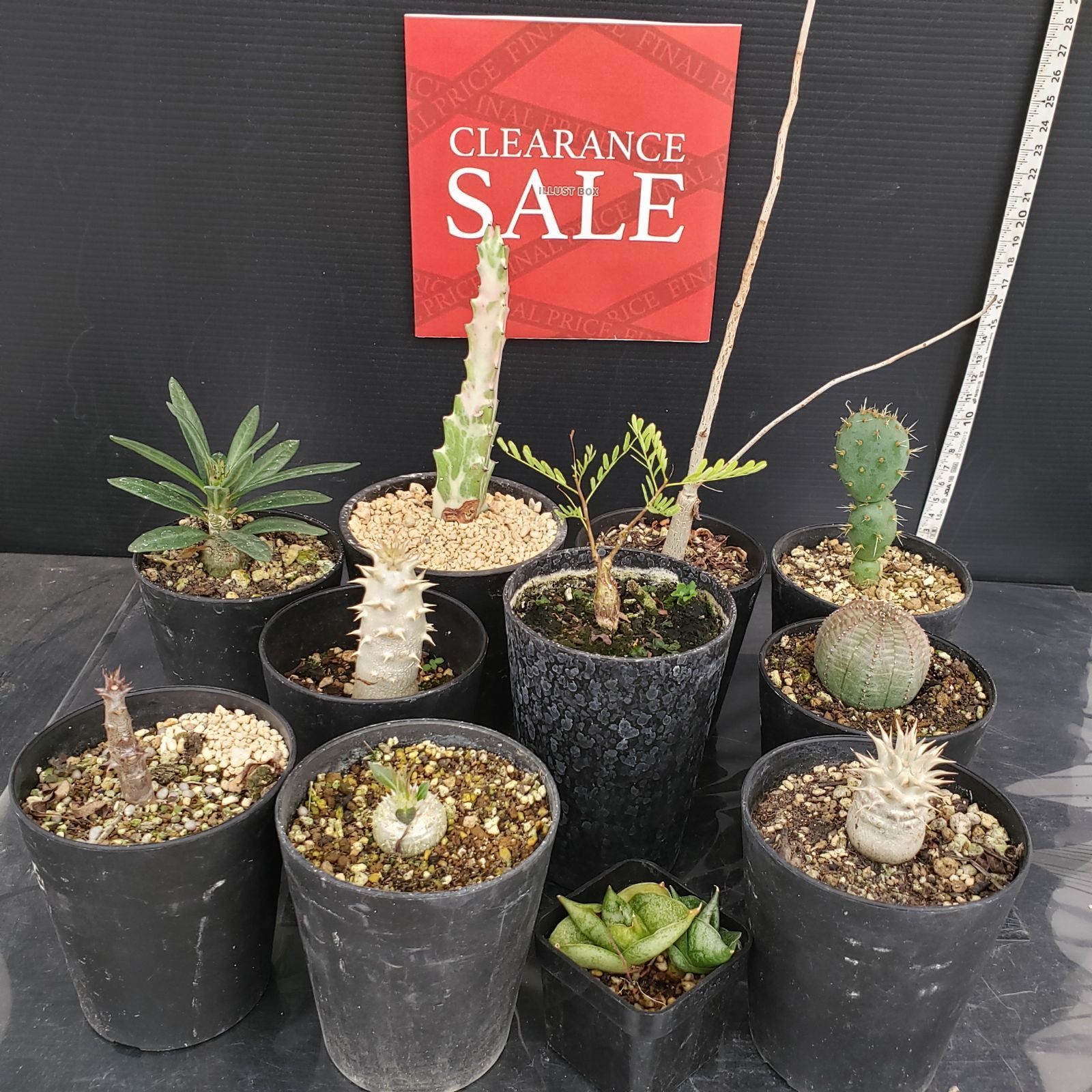 R046【クリアランスセール！】コーデックス・多肉植物 MIXセット