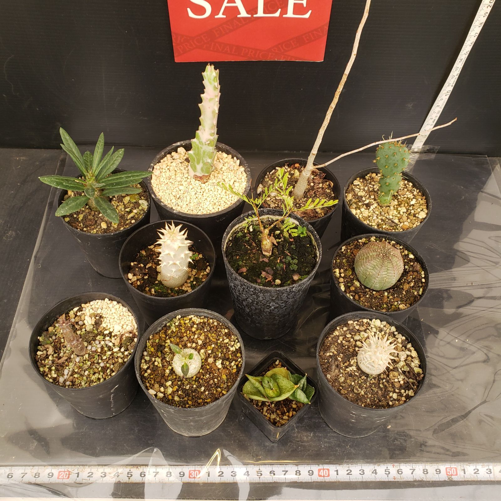 R046【クリアランスセール！】コーデックス・多肉植物 MIXセット