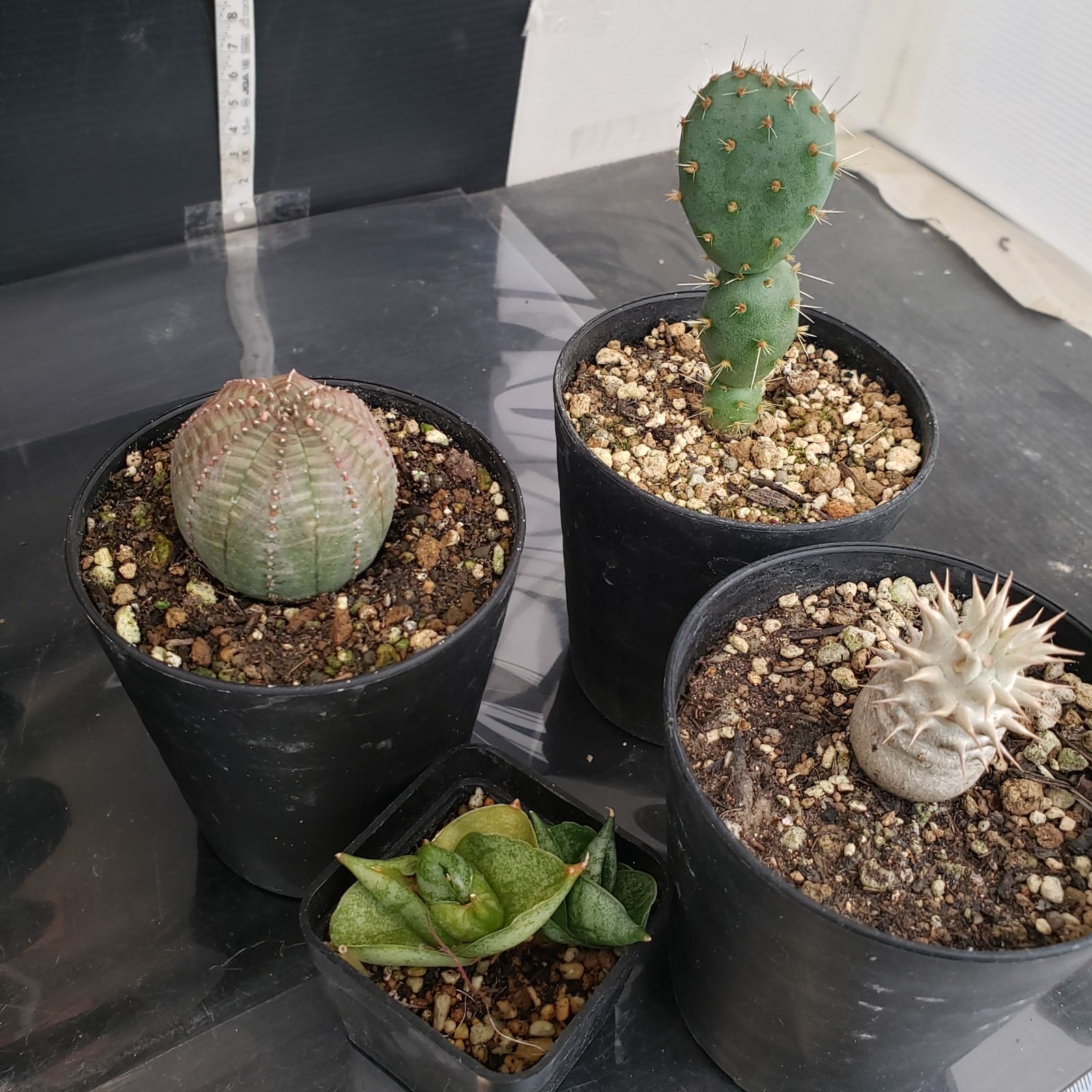 R046【クリアランスセール！】コーデックス・多肉植物 MIXセット