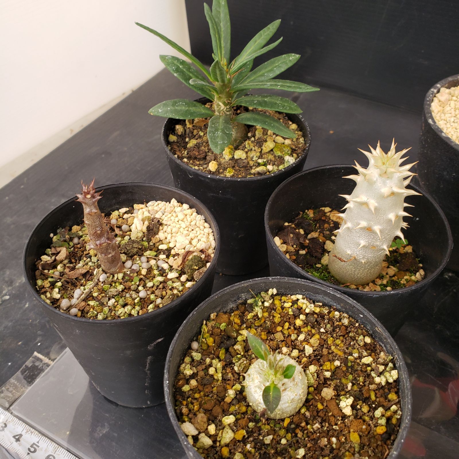 R046【クリアランスセール！】コーデックス・多肉植物 MIXセット