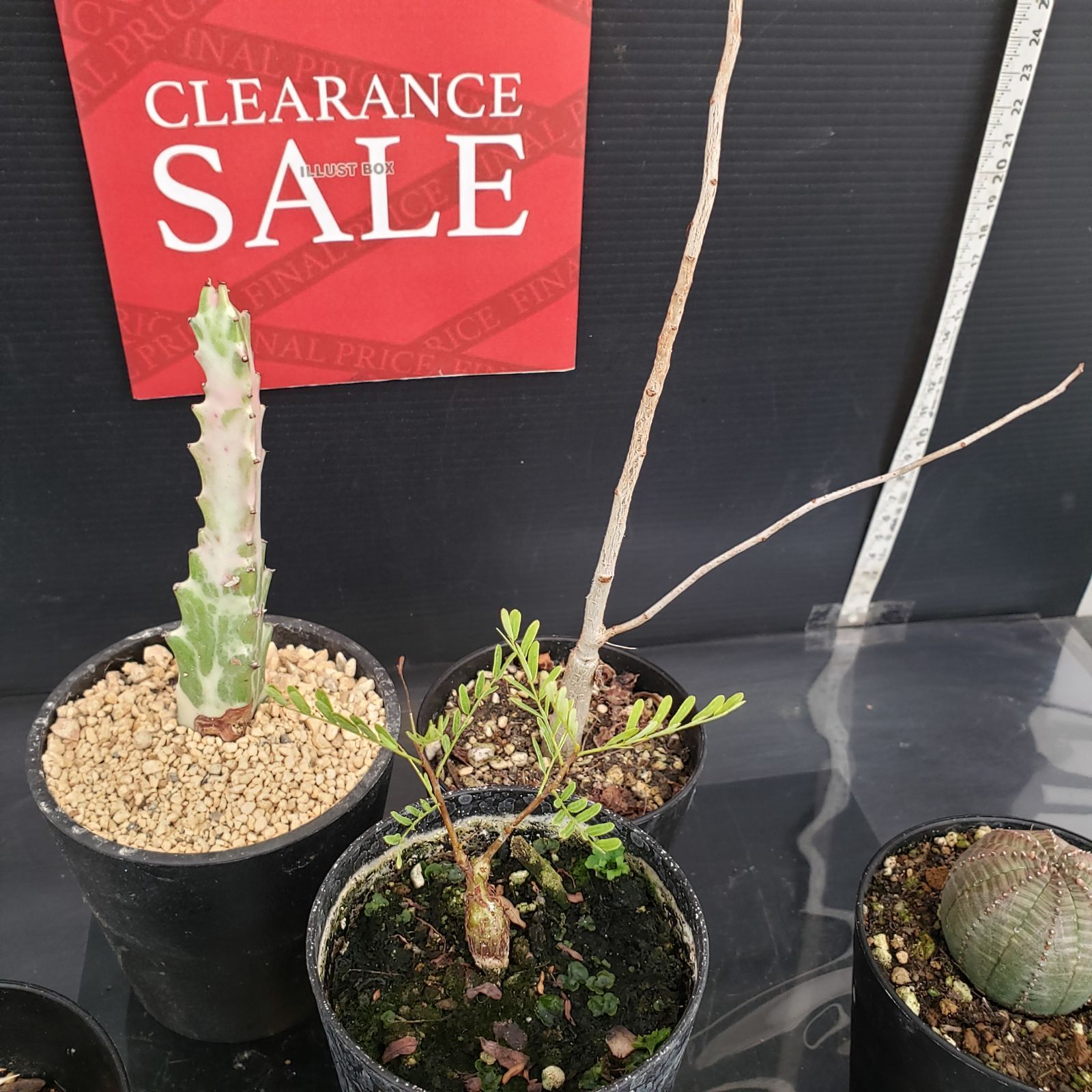 R046【クリアランスセール！】コーデックス・多肉植物 MIXセット