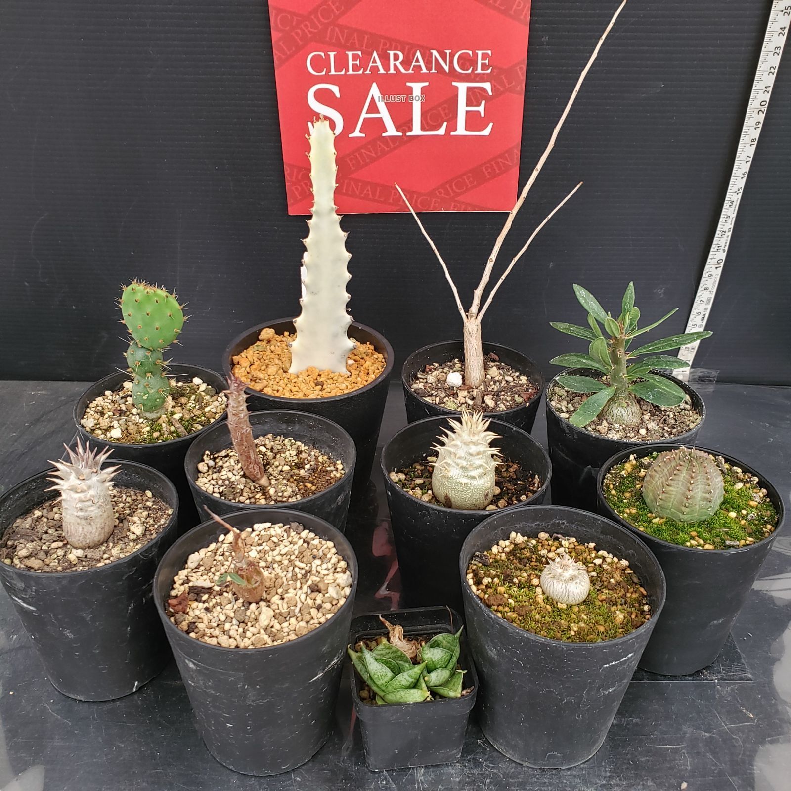 R048【クリアランスセール！】コーデックス・多肉植物 MIXセット