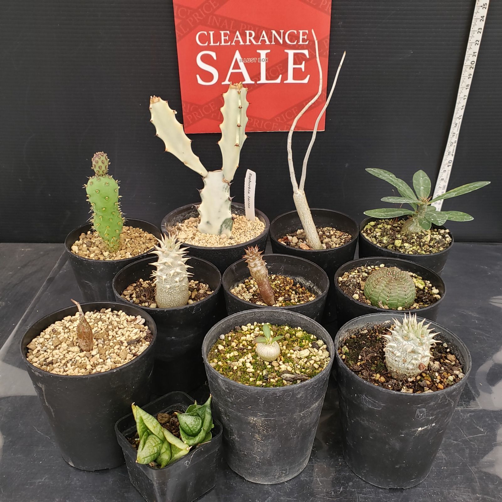 R050【クリアランスセール！】コーデックス・多肉植物 MIXセット