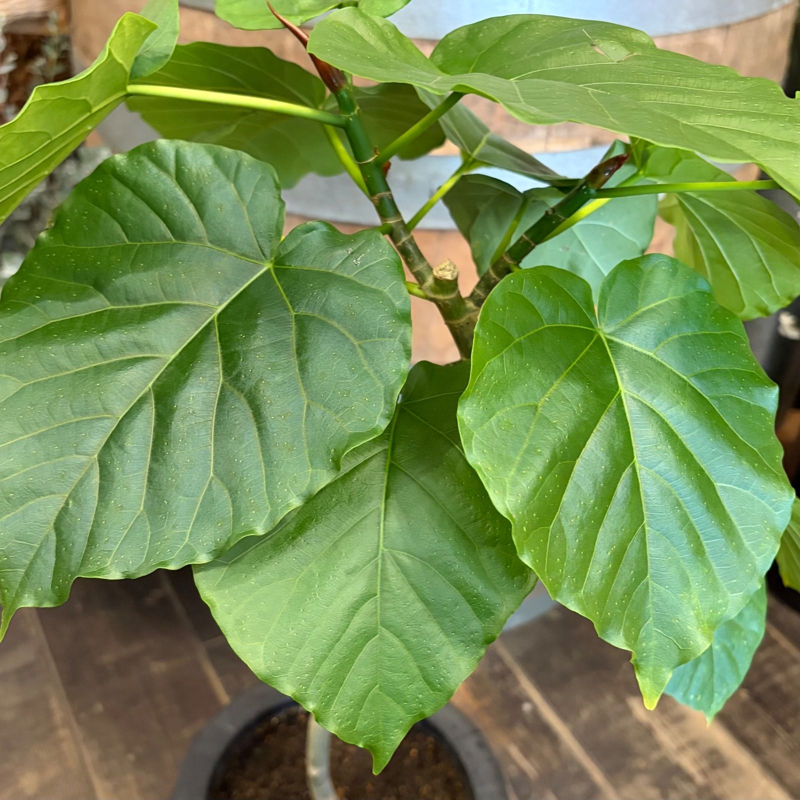 フィカス ウンベラータ 7号鉢 らせん 曲がり仕上げ - メルカリ