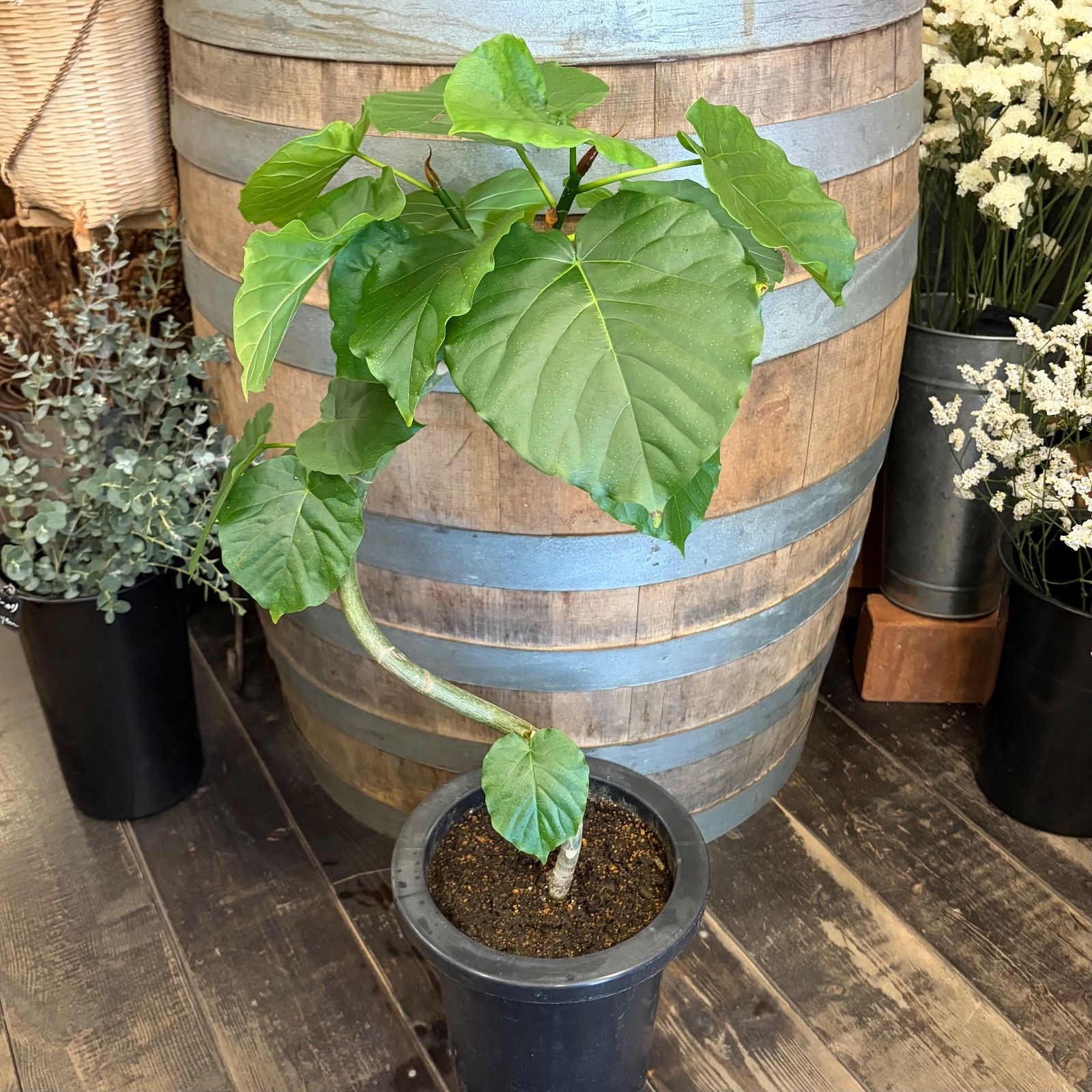 フィカス ウンベラータ 7号鉢 らせん 曲がり仕上げ - メルカリ