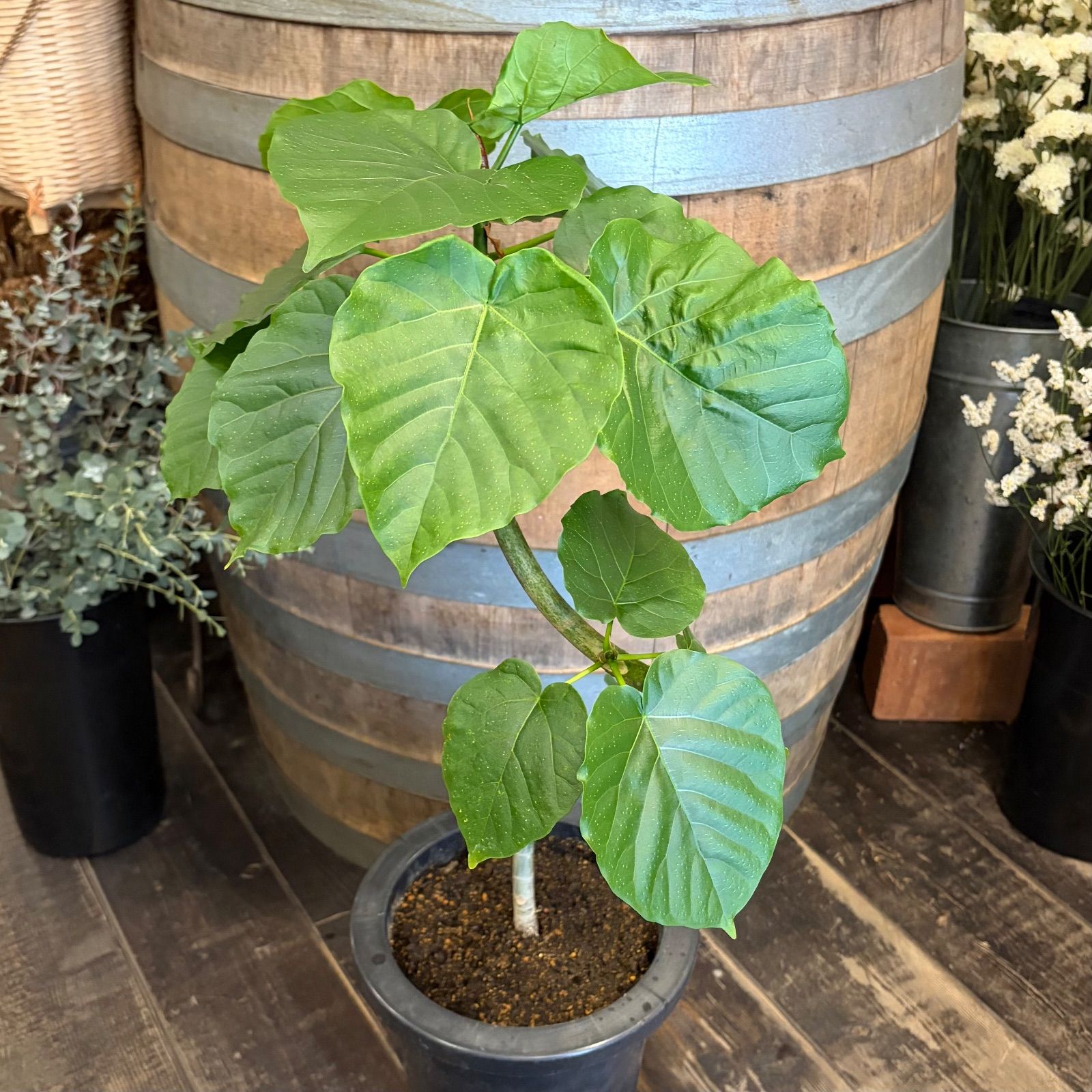 フィカス ウンベラータ 7号鉢 らせん 曲がり仕上げ - メルカリ