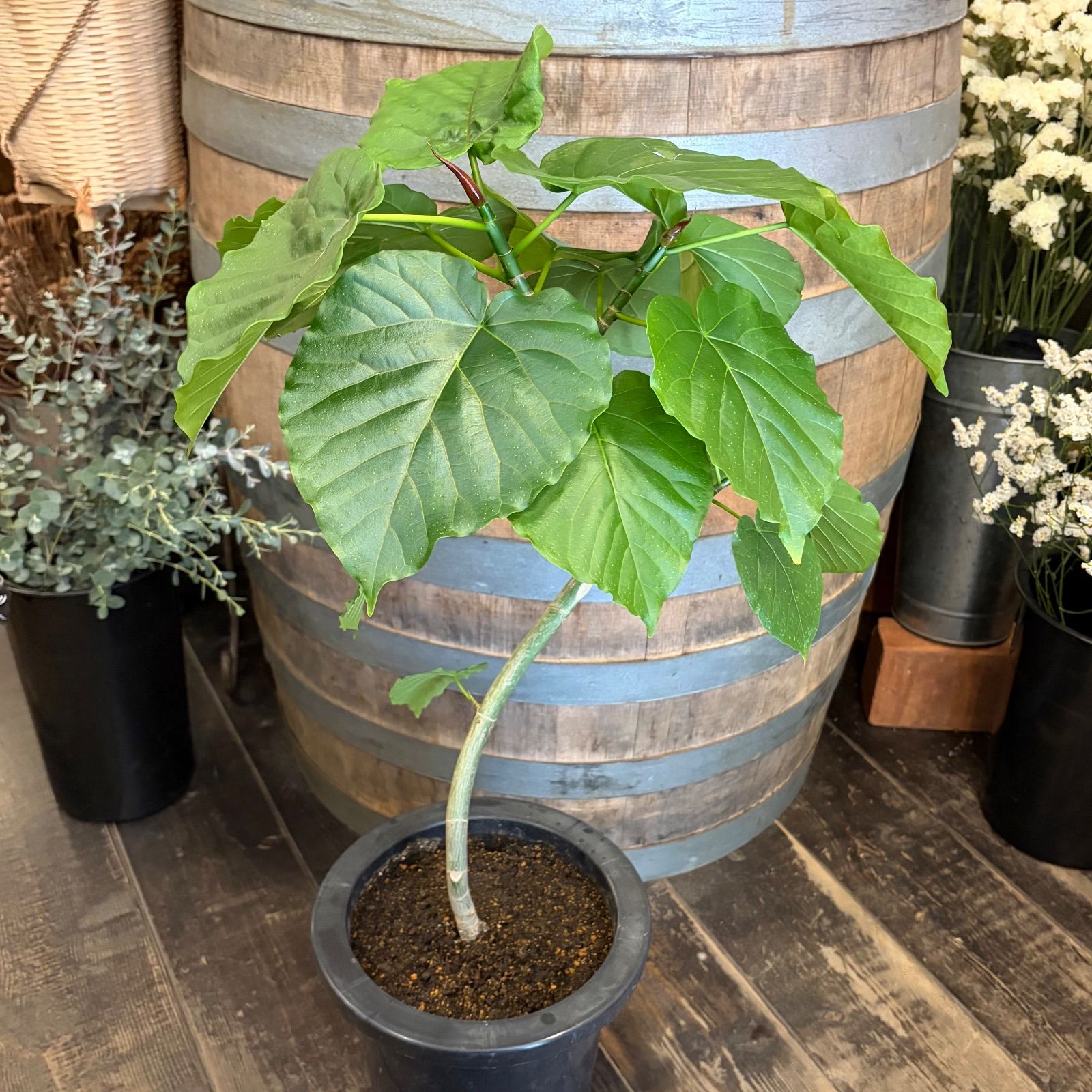 フィカス ウンベラータ 7号鉢 らせん 曲がり仕上げ - メルカリ