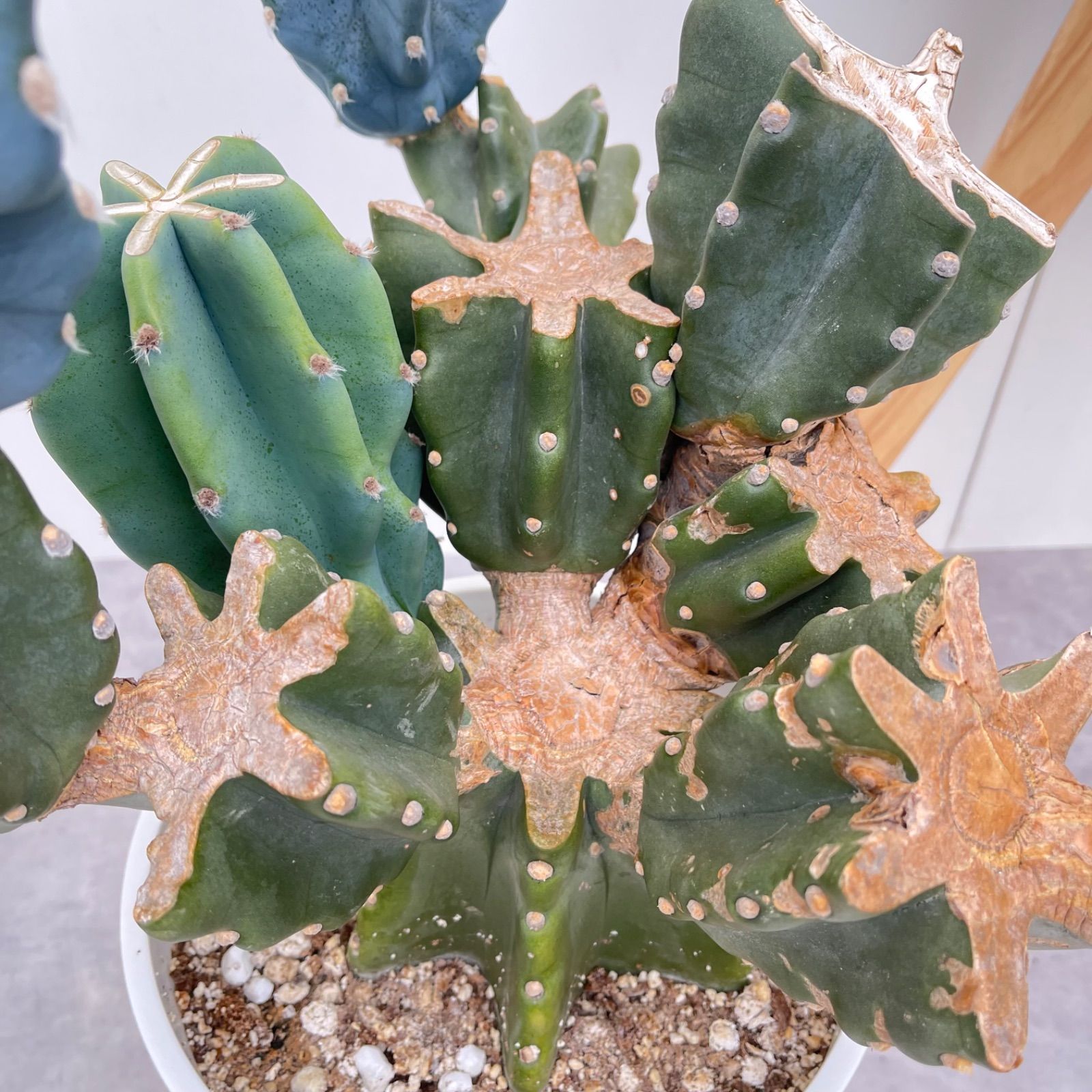 柱サボテン ブランチ 25【現品】観葉植物 室内 ドライガーデン 大型