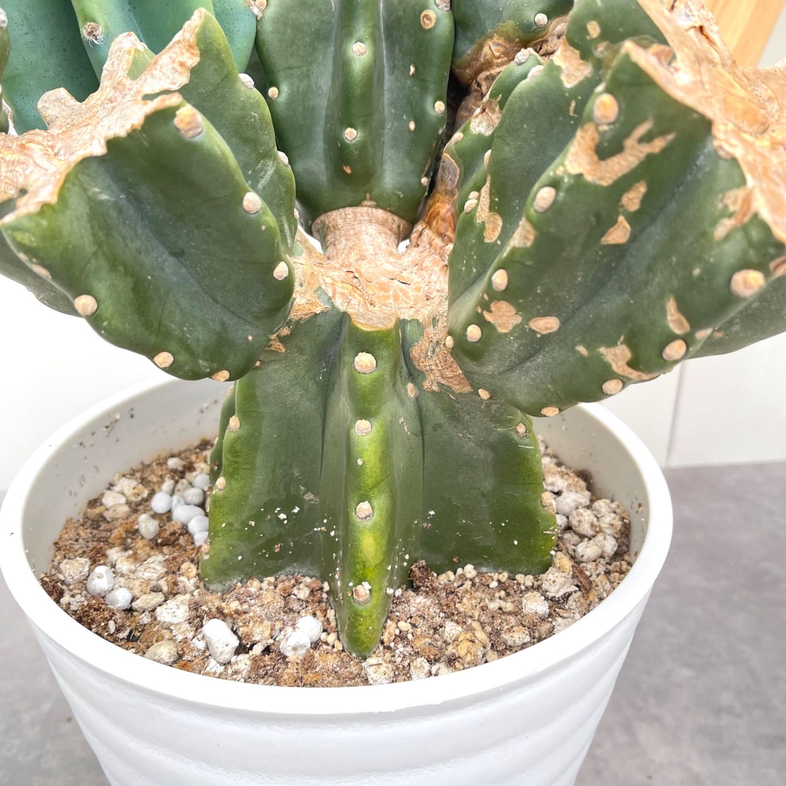 柱サボテン ブランチ 25【現品】観葉植物 室内 ドライガーデン 大型