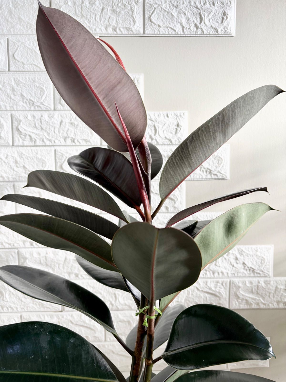 黒艶❗️フィカスバーガンディ⭐️3本立ち⭐️観葉植物 - メルカリ