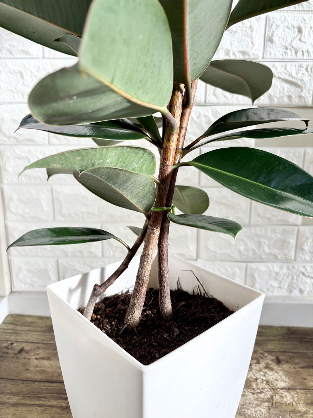 黒艶❗️フィカスバーガンディ⭐️3本立ち⭐️観葉植物 - メルカリ