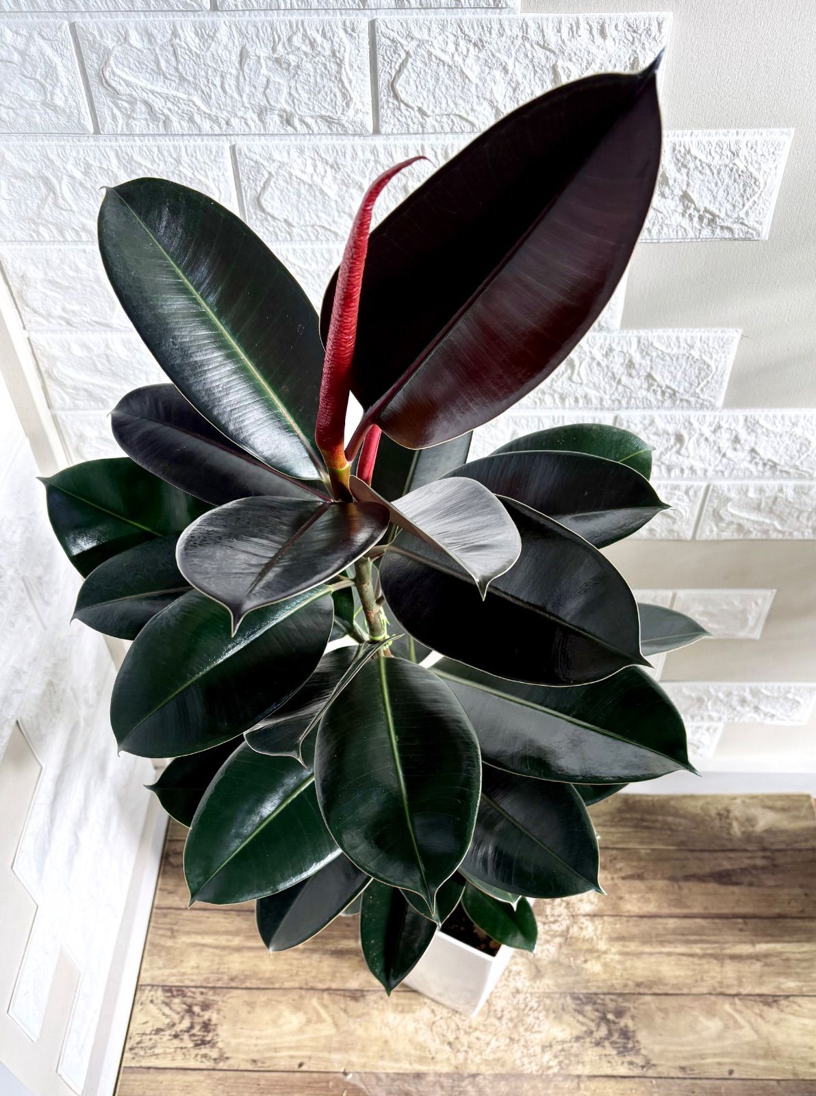 黒艶❗️フィカスバーガンディ⭐️3本立ち⭐️観葉植物 - メルカリ
